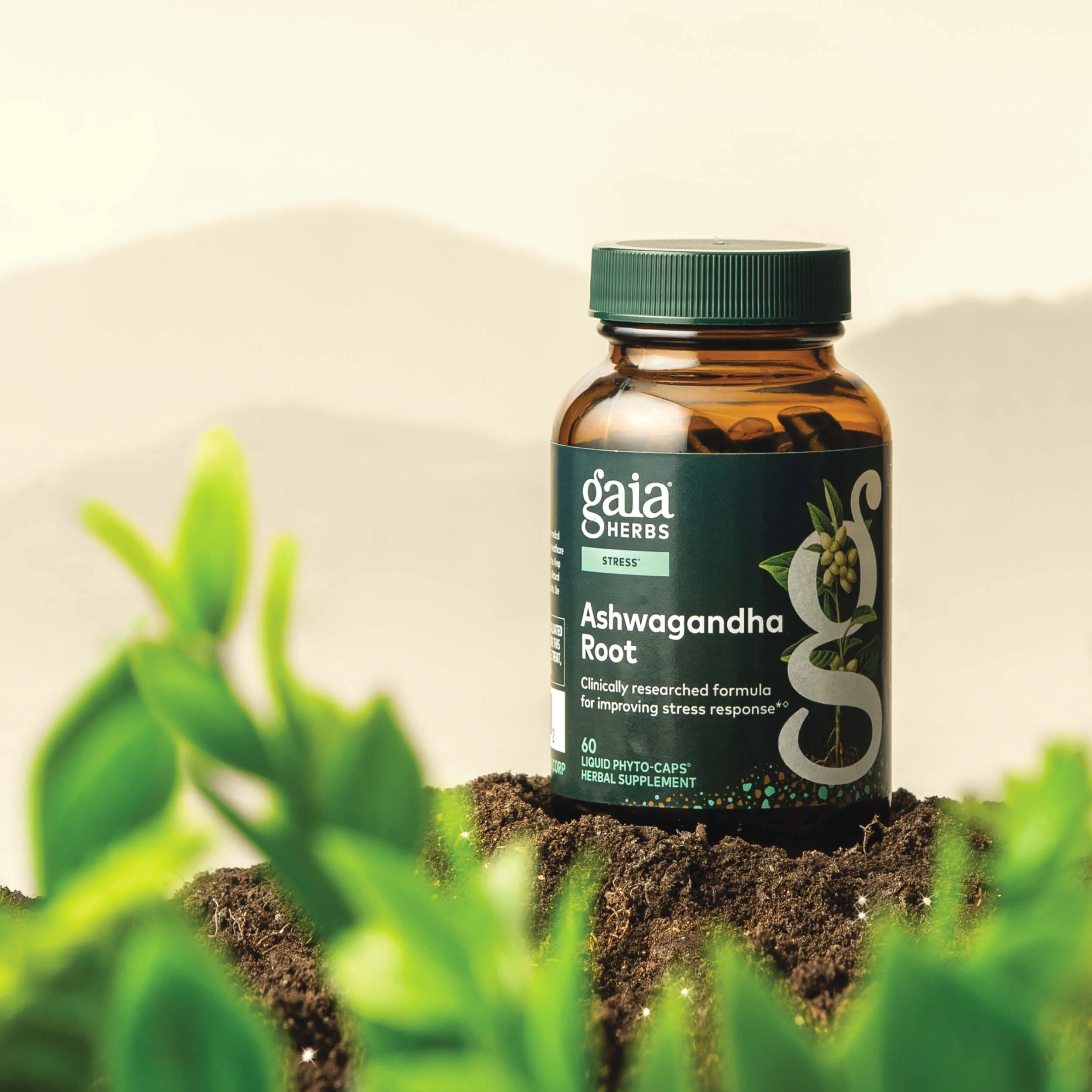 Ashwagandha Root - Image 3