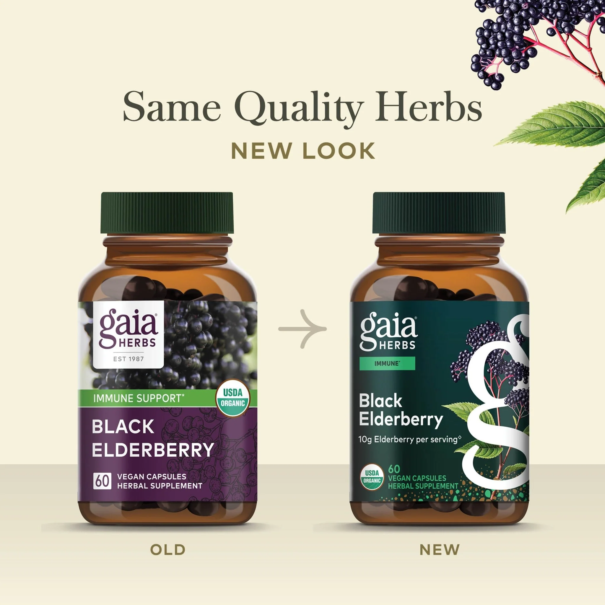 Black Elderberry - Image 2