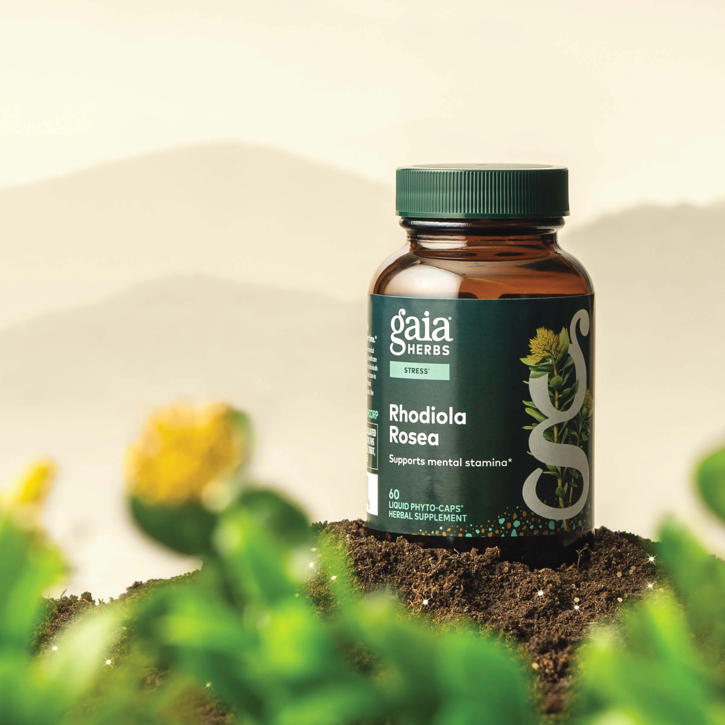 Rhodiola Rosea - Image 3